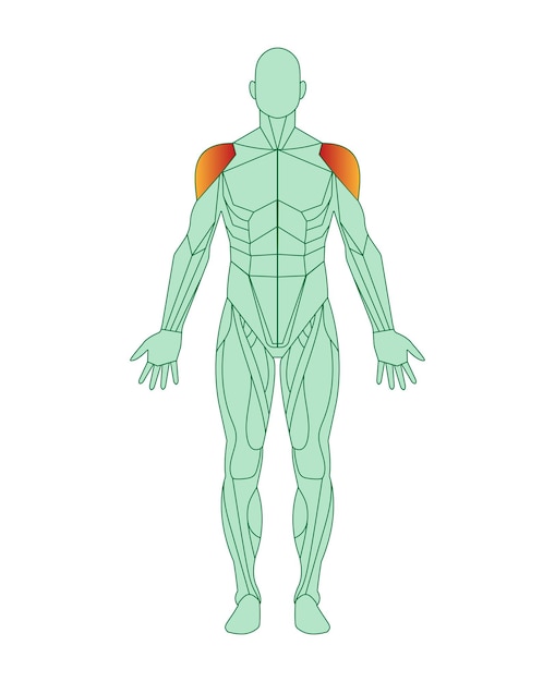 Plik wektorowy figura człowieka z podkreślonymi mięśniami deltoidowymi koncepcja anatomii mięśni męskich ilustracja wektorowa