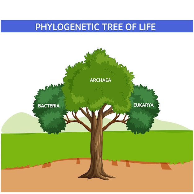 Filogenetyczne Drzewo życia Archea Grzyby Bakterie Wektor Wykres Ilustracja
