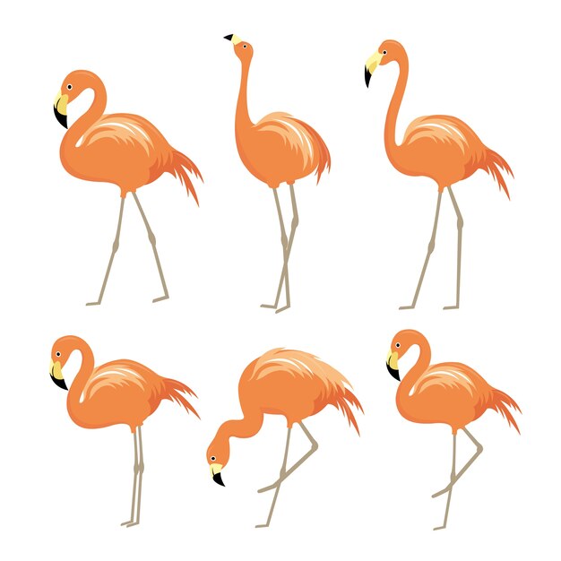 Flamingo Różowy Ptak Wektor Zwierzę Kreskówka