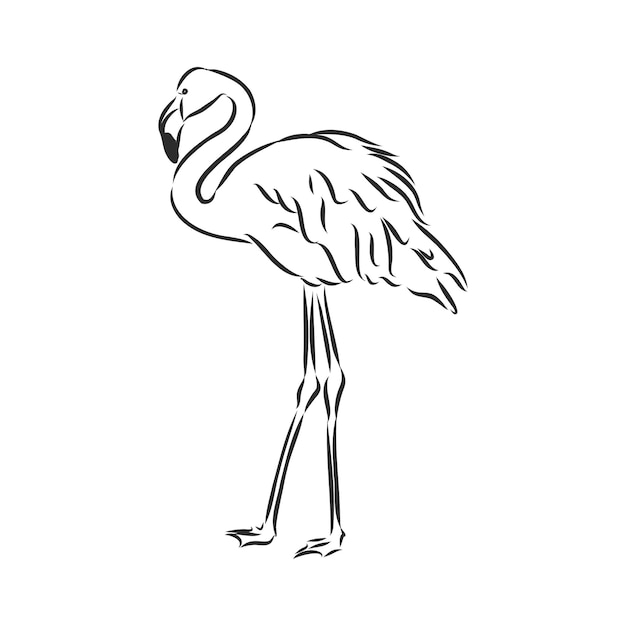 Flamingo szkic ilustracji wektorowych Flamingo szkic ilustracji wektorowych