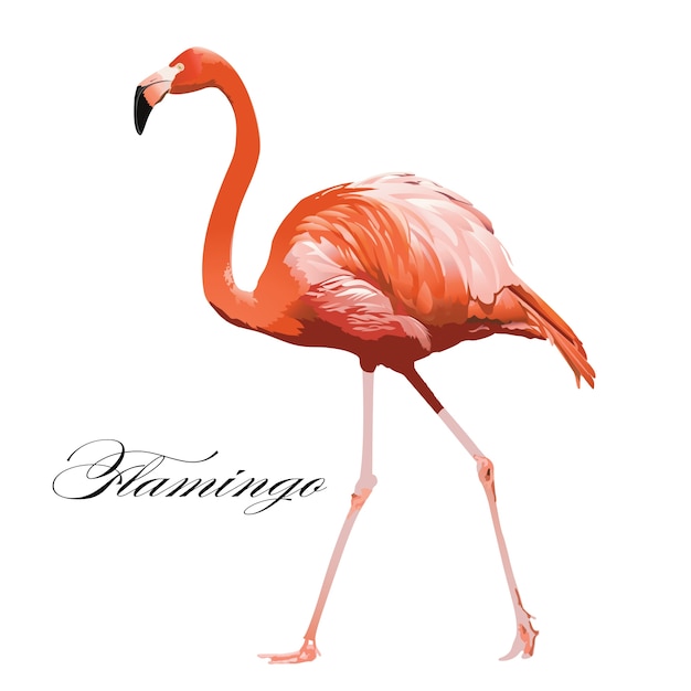 Flamingo Tropikalny Egzotyczny Koralowy Ptak