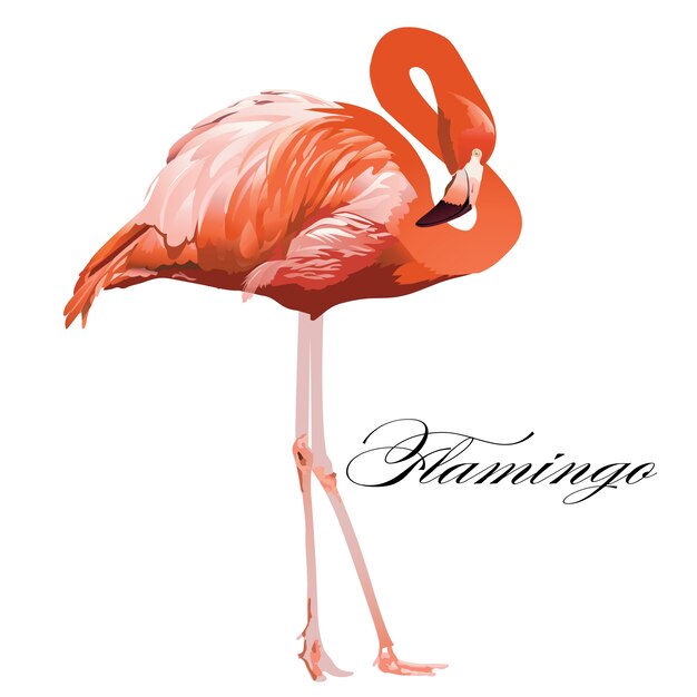 Flamingo Tropikalny Egzotyczny Koralowy Ptak