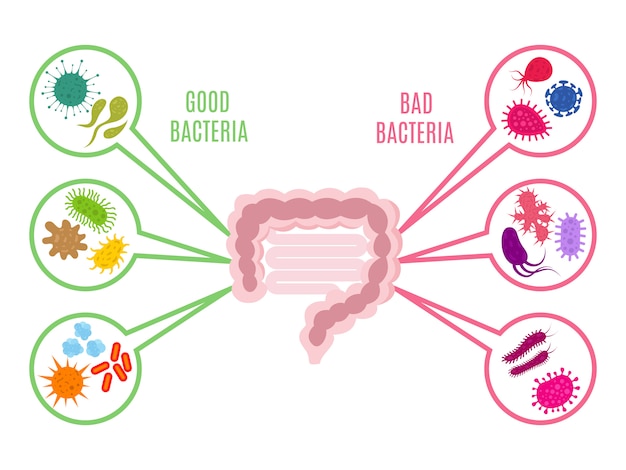Plik wektorowy flora jelitowa zdrowie jelit z bakteriami i probiotykami na białym tle