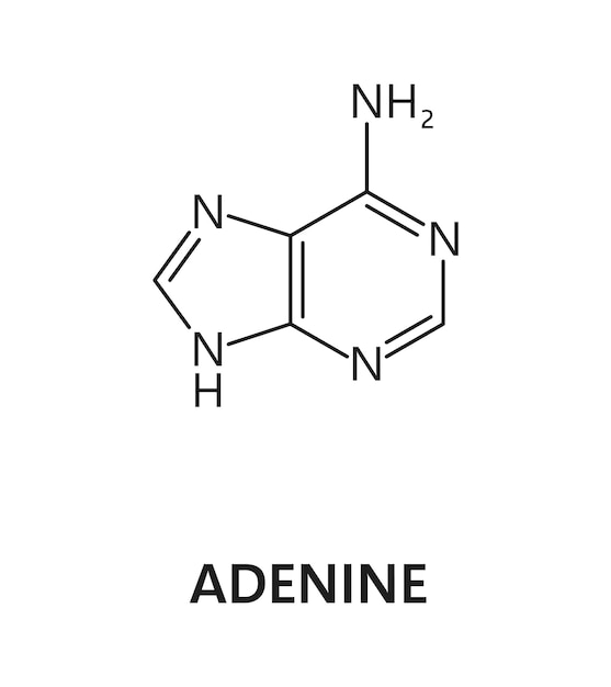 Plik wektorowy formuła bazy azotowej kwasu nukleinowego adeniny
