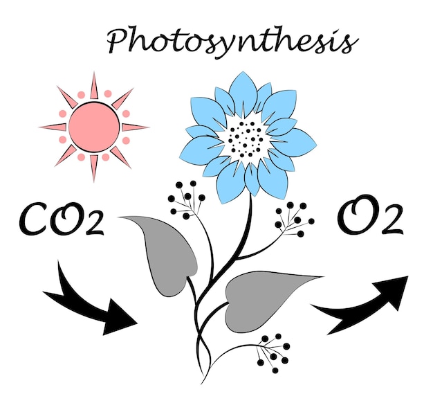 Plik wektorowy fotosynteza środowisko nauka wchłanianie roślin