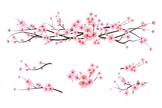 Gałąź kwiat wiśni z kwiatem sakura. Wektor akwarela kwiat wiśni. Akwarela pączek wiśni. Różowy kwiat sakura tło. Sakura na białym tle. Wektor kwitnący kwiat wiśni.
