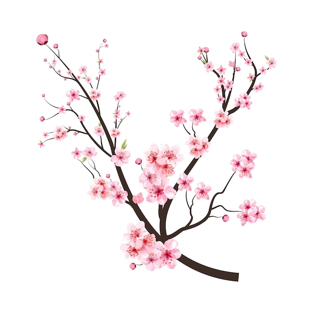 Gałąź kwiat wiśni z różowymi kwitnącymi kwiatami. Sakura oddział wektor na białym tle. Kwiat wiśni z różowym akwarela Sakura kwiat. Realistyczne akwarela wektor kwiat Sakura.