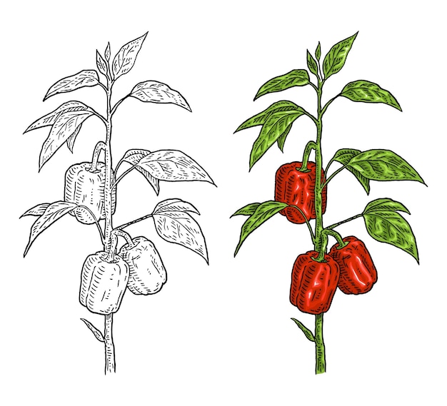Plik wektorowy gałąź rośliny czerwona słodka papryka z liściem vintage wektor grawerowanie kolor ręcznie rysowane ilustracja na białym tle