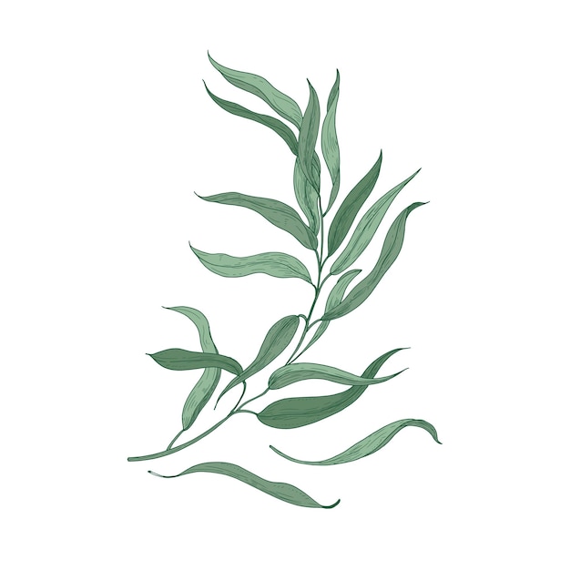Gałązka Eukaliptusa Z Zielonych Liści Na Białym Tle. Naturalny Szczegółowy Rysunek Rośliny Używanej Do Dekoracji Kwiatowych.