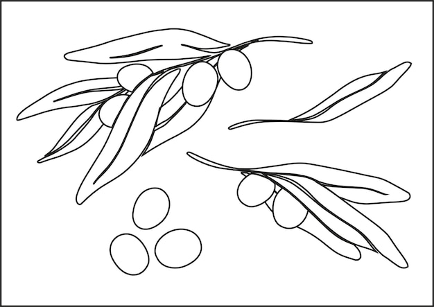 Gałązki Oliwek Z Dojrzałymi Oliwkami Czarno-biała Ilustracja W Stylu Liniowym Oddzielne Elementy
