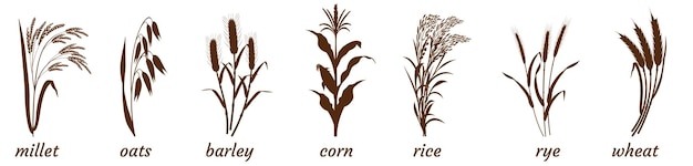 Plik wektorowy gałązki roślin zbożowych na białej sylwetce wiązki jęczmienia jaglanego i płatków owsianych pszennych i ryżu sta