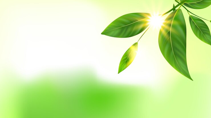 Wektor gałęzi drzewa zielone liście i słońce wektor przestrzeni kopii. świeże naturalne liście roślin i promienie. natura ekologia botaniczna środowisko i słoneczne świecące belki szablon realistyczna ilustracja 3d