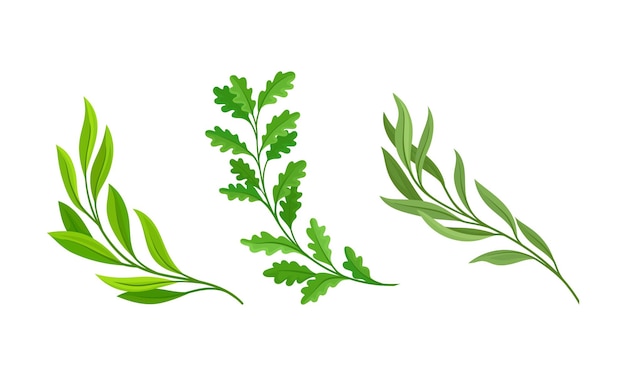 Gałęzie drzew z zielonymi liśćmi ustawione Willow Eucalyptus Oak Twigs ilustracja wektorowa kreskówki