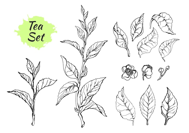 Plik wektorowy gałęzie krzewu herbacianego z liśćmi rysunek botaniczny zestaw szkiców