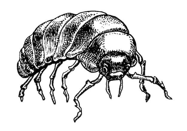 Plik wektorowy gąsienica ręcznie rysowane szkic ilustracji