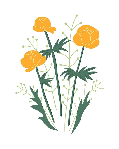 Globeflower. Ilustracja Lato. żółte Kwiaty. Roślina, Liście. Projektuj Dla Twojej Marki. Grafika Wektorowa