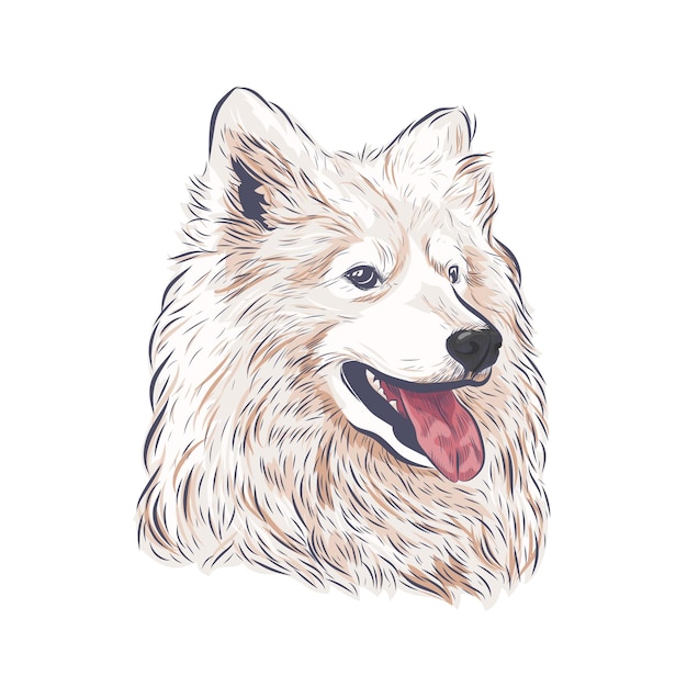 Głowa psa rasy Samoyed dysząca na białym tle