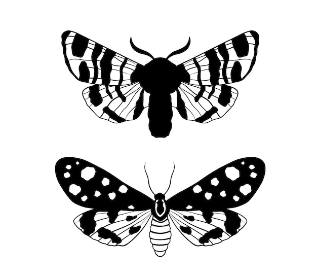 Graficzny Czarny Motyl Na Białym Tle Wektor Monochromatyczna Ilustracja ćma Owad