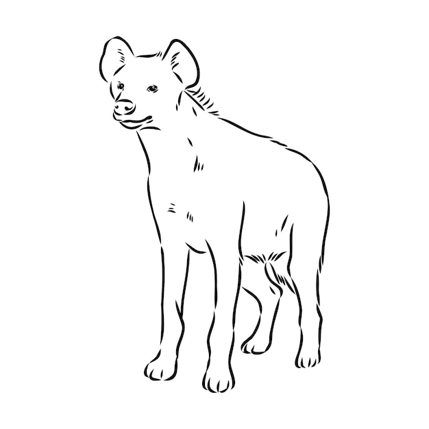 Plik wektorowy graficzny szkic vintage ilustracji wektorowych hieny