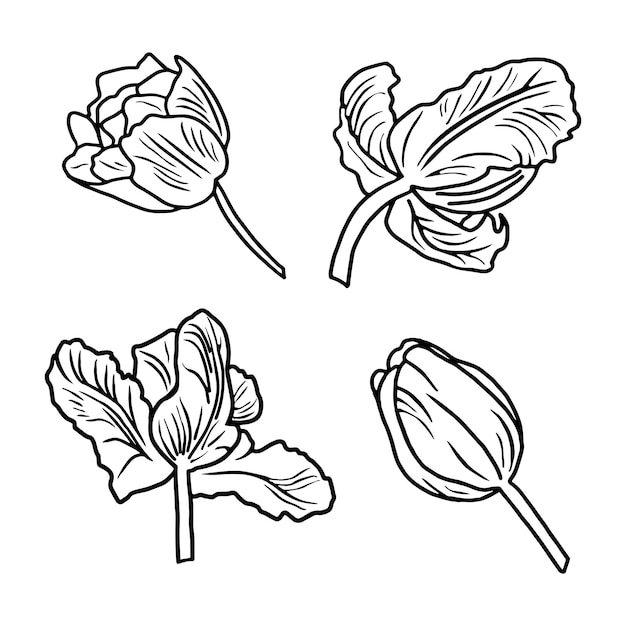 Graficzny Zestaw Elementów Konturu Tulipanów Na Białym Tle