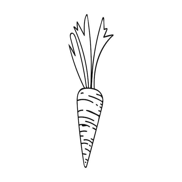 Plik wektorowy grafika liniowa marchwi gospodarstwo warzywne dietetyczny zdrowy produkt ręcznie rysowane wektor szkic ilustracji