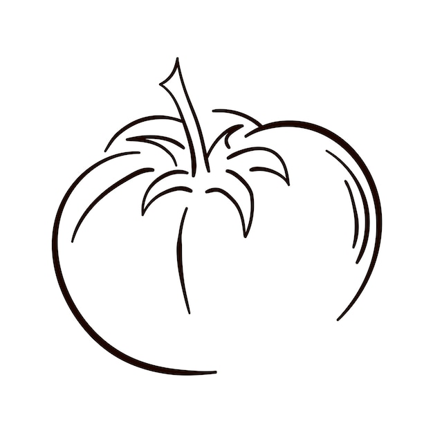 Grafika liniowa pomidora na białym tle Grafika liniowa pomidora wektorowego