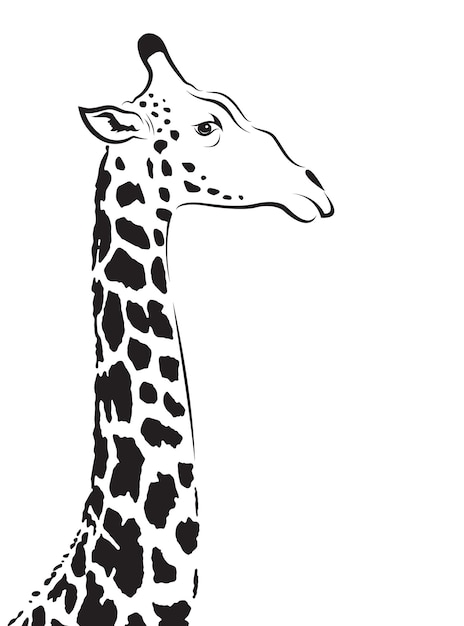 Grafika wektorowa głowy żyrafy na białym tle