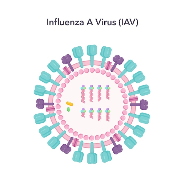 Grafika Wektorowa Ilustracji Naukowej Wirusa Grypy A Iav