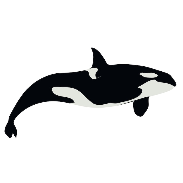 Grafika Wektorowa Orca Wielorybów