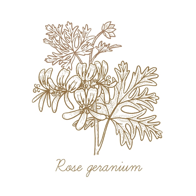 Grafika Wektorowa Roślin Leczniczych Rose Geranium