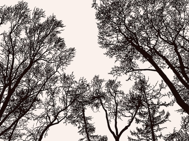 Grafika Wektorowa Sylwetki Drzew W Lesie W Zimnych Porach Roku