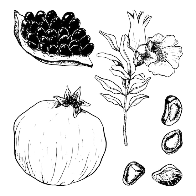 Granaty wektor ilustracja botaniczna zestaw ze świeżym soczystym dojrzałym całym i pokrojonym granatem