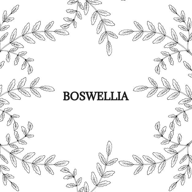 Granica Boswellia