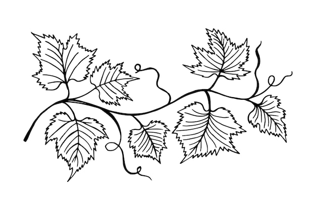 Grape Vine. Linia ilustracja sztuki. Naszkicować