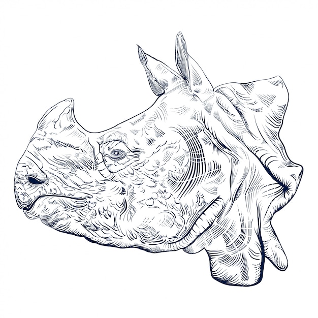 Plik wektorowy grawerowanie antyczne głowy nosorożca na białym tle