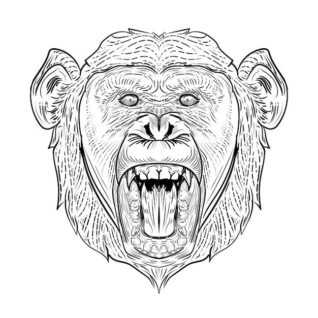 Plik wektorowy grawerowanie głowy szympansa