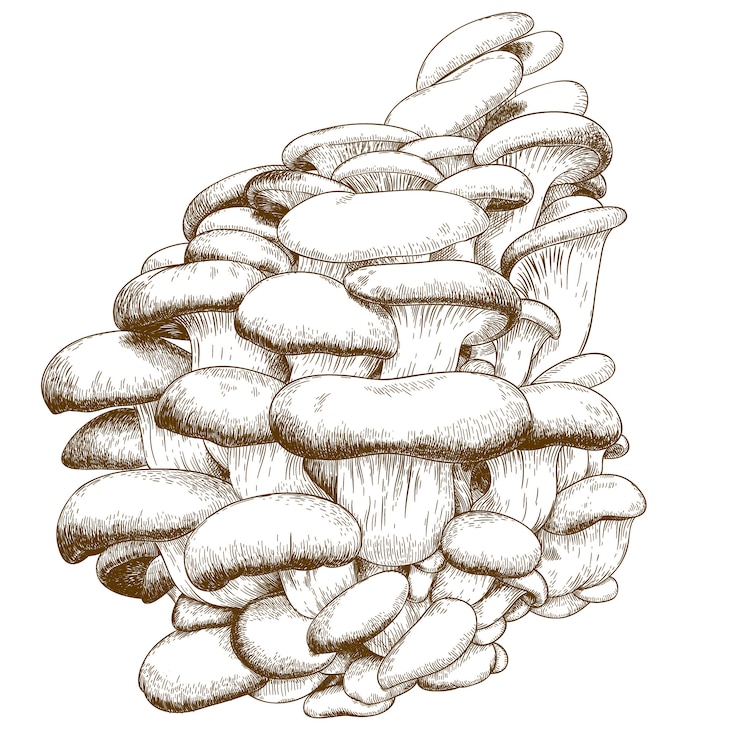 Wektor grawerowanie ilustracja boczniaka