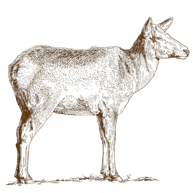 Grawerowanie ilustracja jelenia
