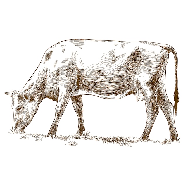 Grawerowanie Ilustracja Krowy