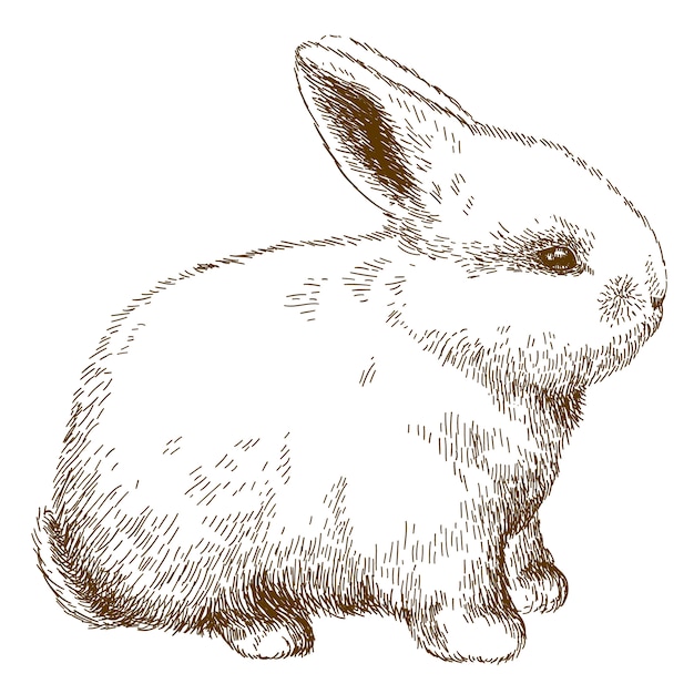 Plik wektorowy grawerowanie ilustracja puszysty króliczek