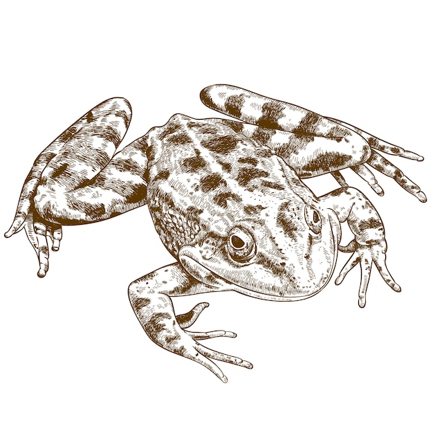 Grawerowanie Ilustracja żaby