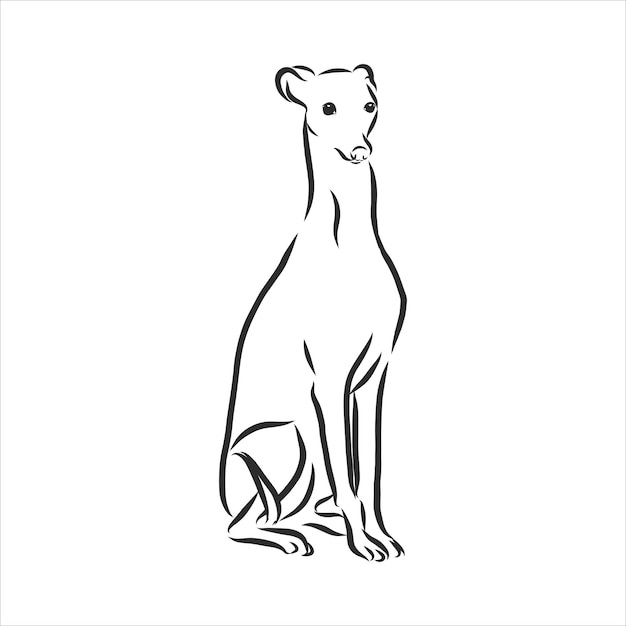 Greyhound, Pokazujący Samca Psa, Grawerowana Ilustracja, Szkic