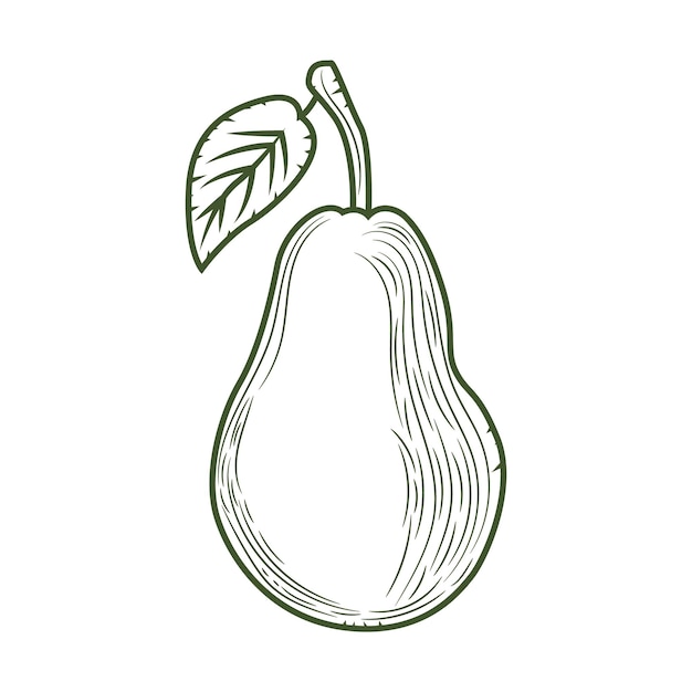 gruszka owoce ręcznie rysowane grawerowane szkic styl ilustracji wektorowych