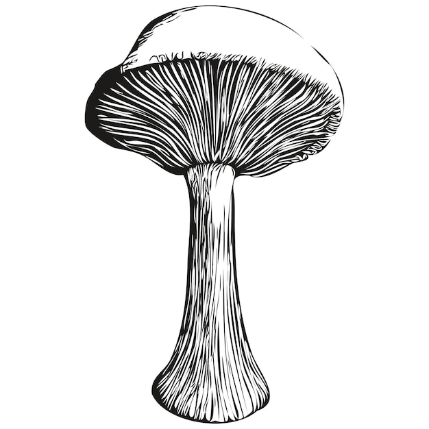Plik wektorowy grzyb na białym tle rysunek na białym tle linii ilustracja liniowy grzyb