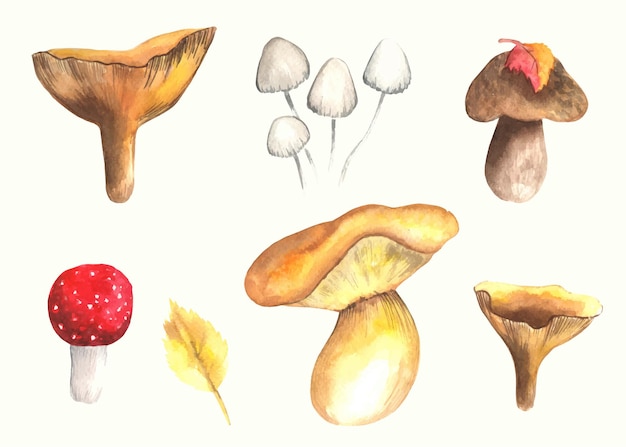 Plik wektorowy grzyby clipart akwarela ilustracja