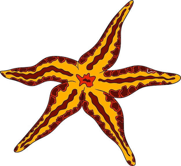 Plik wektorowy gwiazda morska. ręcznie rysowane podwodne stworzenia. życie morskie wektor, owoce morza. kolorowe zwierzęta morskie