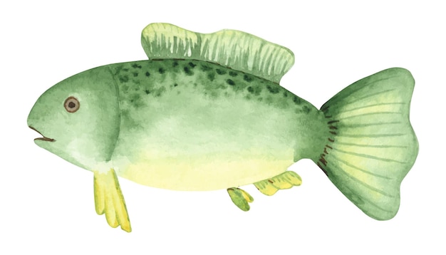 Handdrawn Akwarela Ilustracja Ryby Zielona Ryba