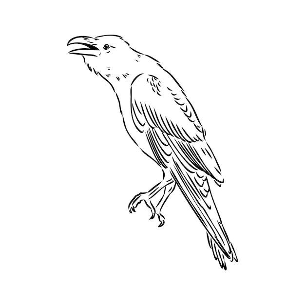 Handdrawn Czarny Kruk Raven Ptak Szkic Ilustracji Wektorowych