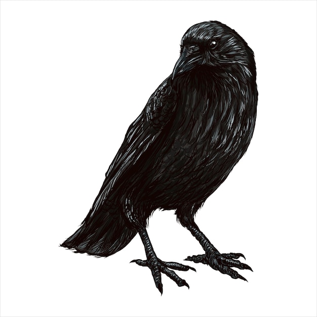 Handdrawn czarny Kruk Raven ptak szkic ilustracji wektorowych