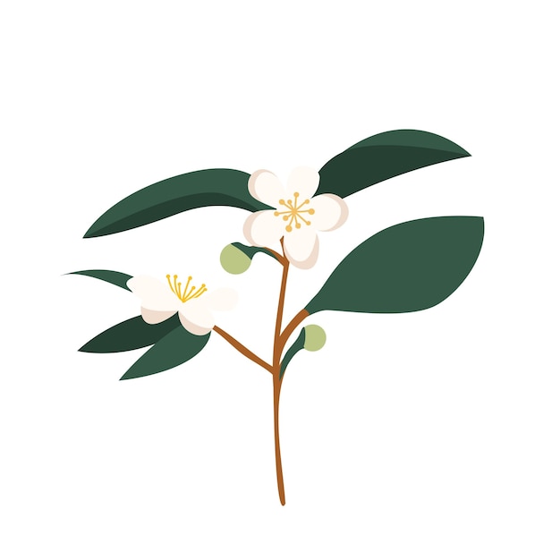 Plik wektorowy handdrawn przez camellia sinensis gałąź zielonej herbaty chiński kwiat z płatkami ilustracja kreskówka kwiat na białym tle